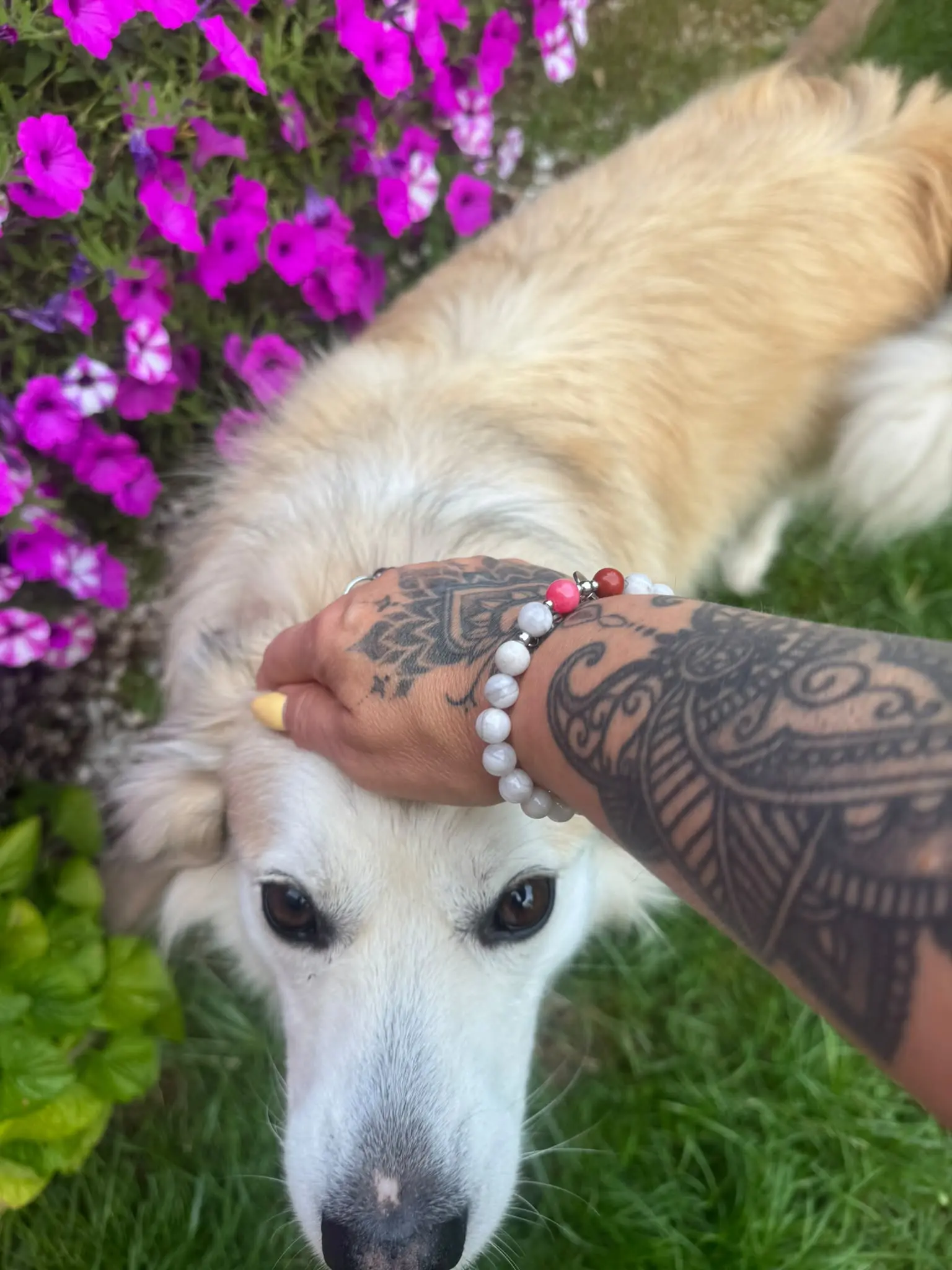 Lila – historia PET STORY