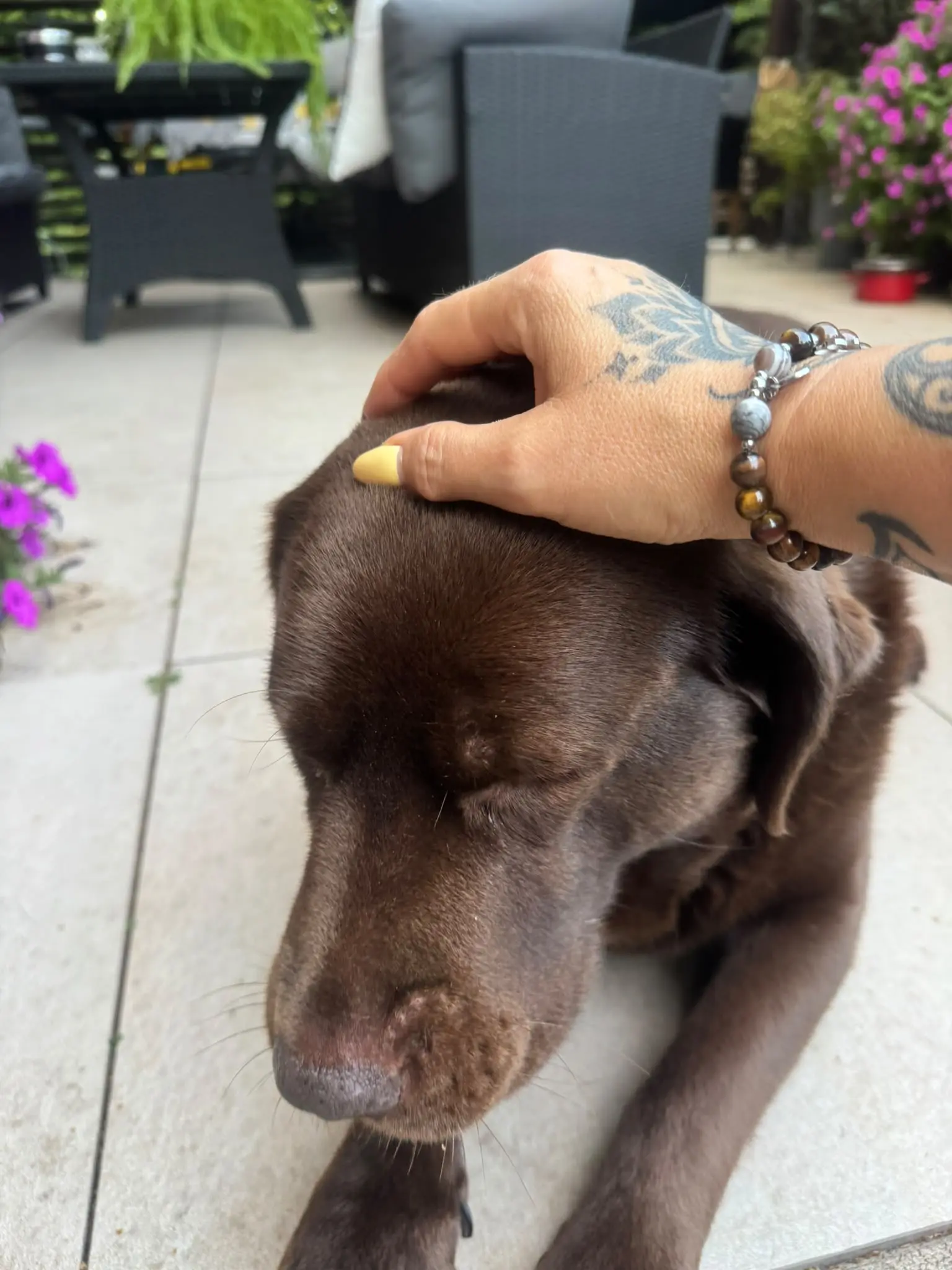 Labradorka Nela – historia PET STORY