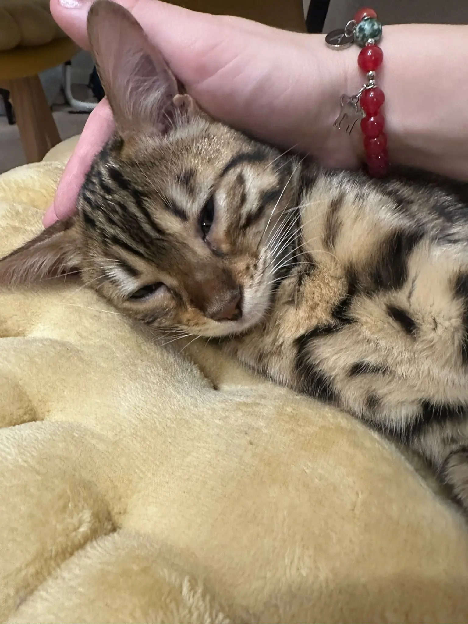 Kotka bengalska Adela i bransoletka PET STORY PŁOMIEŃ