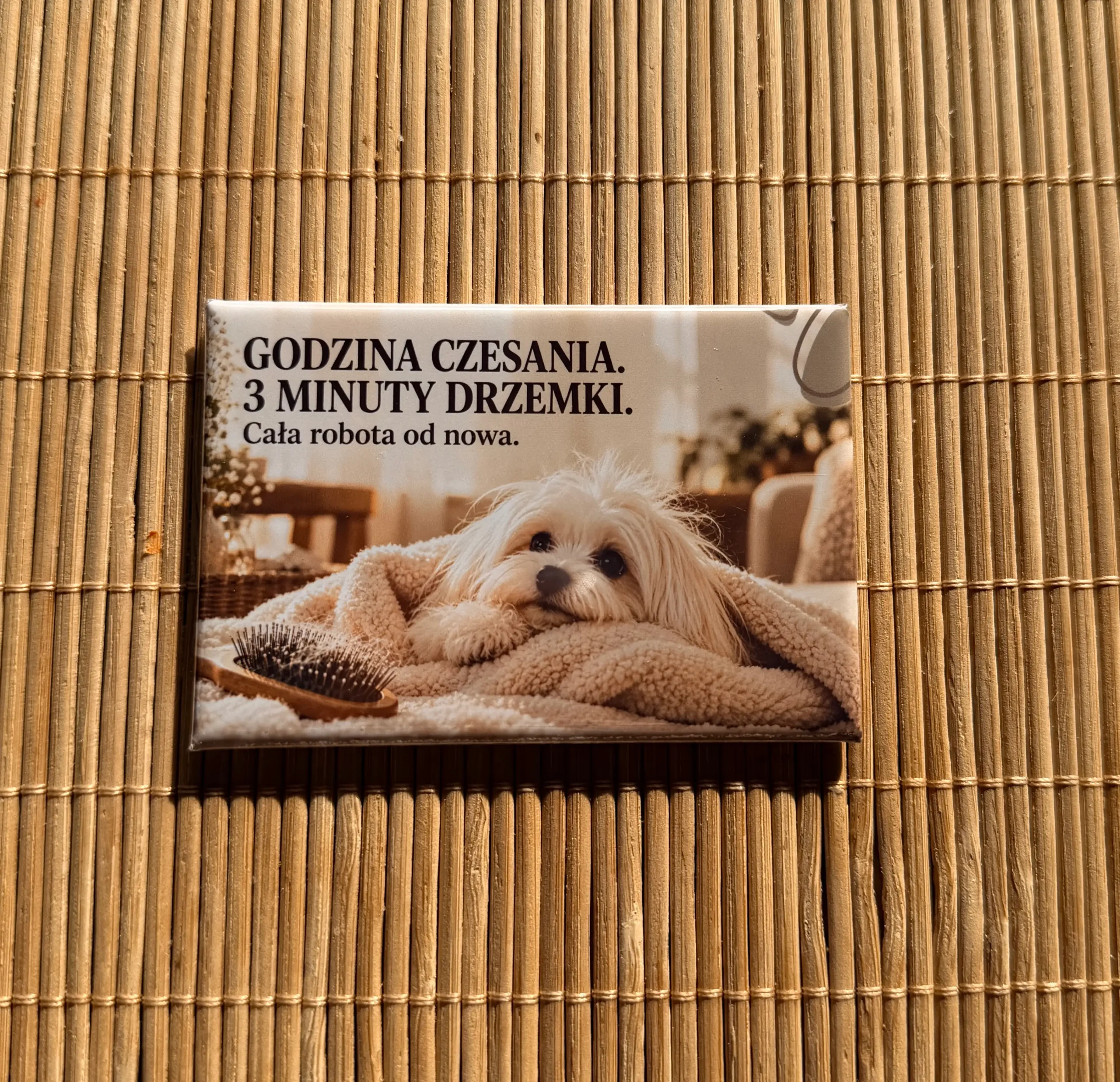 Magnes 3 z maltańczykiem