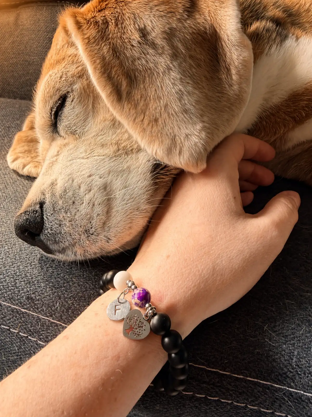 Fanta, pies rasy beagle, z bransoletką PET STORY