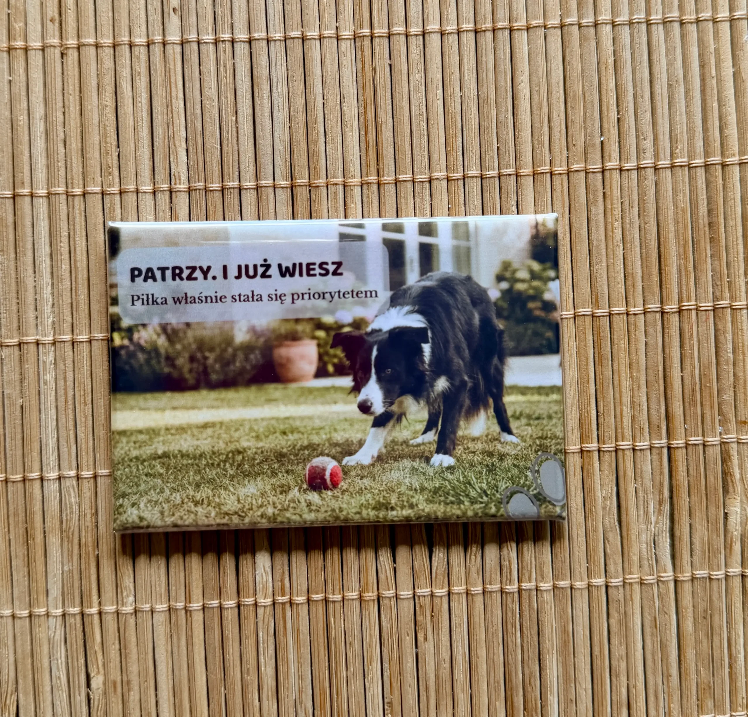 Magnes 1 z Border Collie