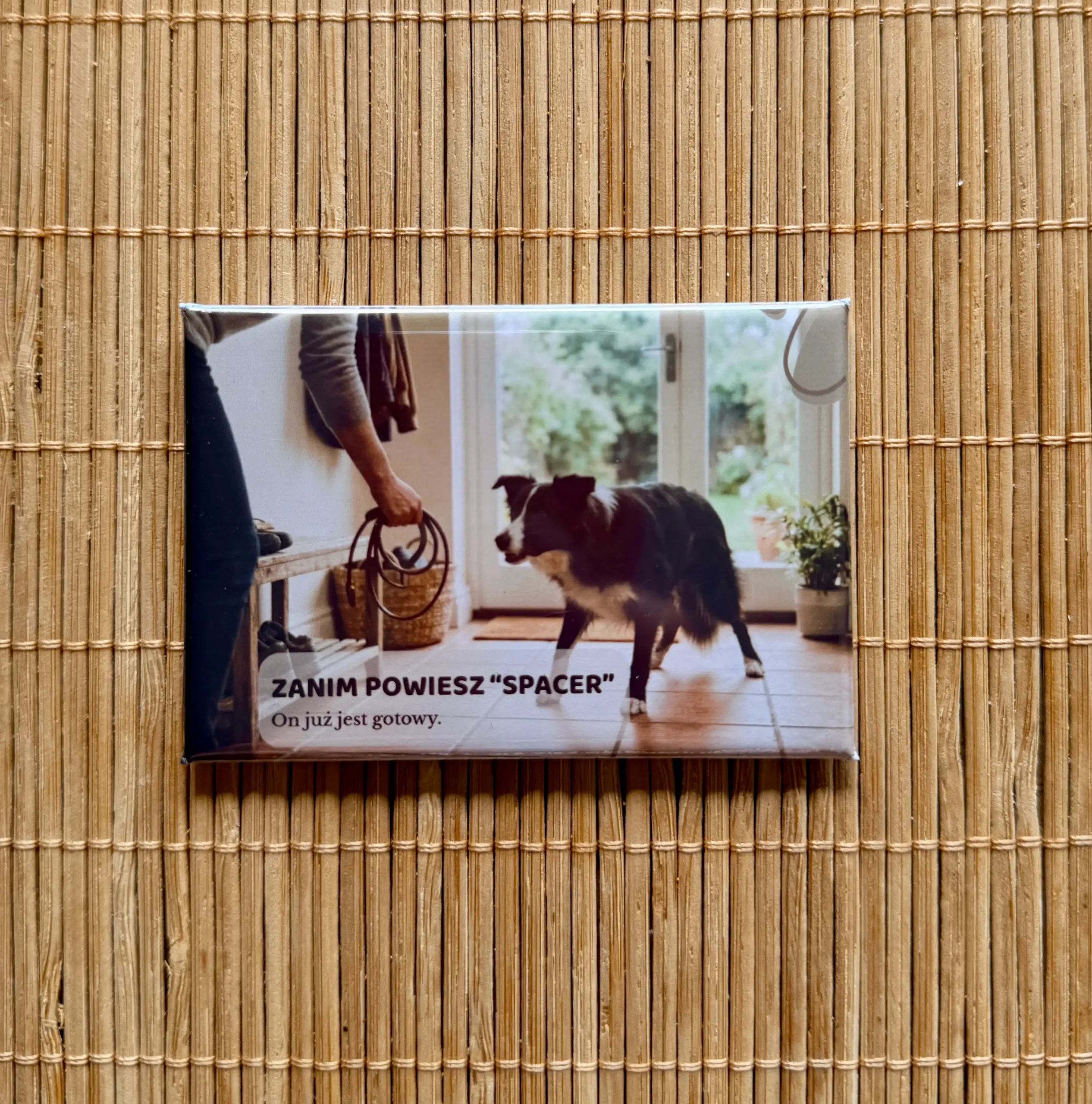 Magnes 3 z Border Collie