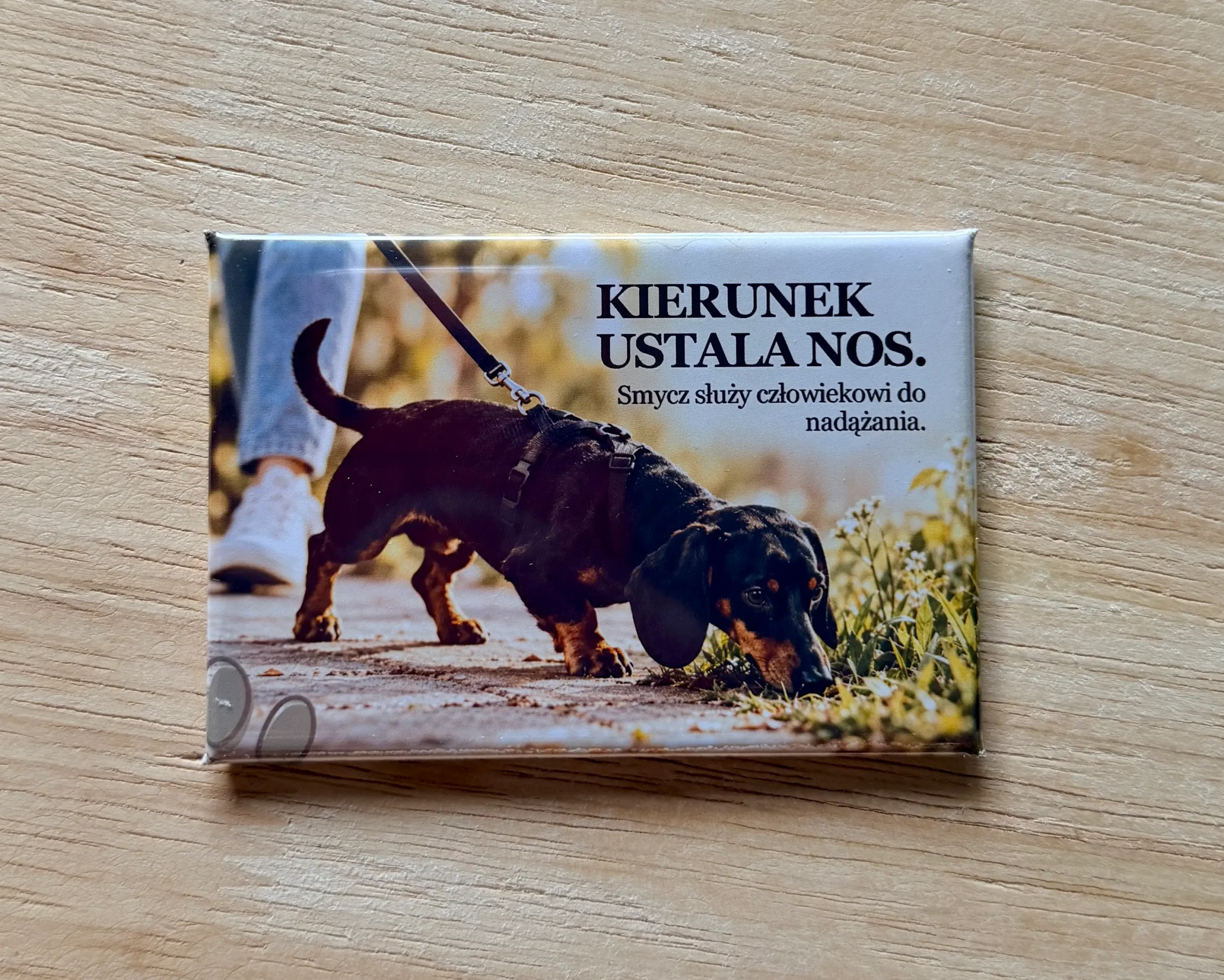 Magnes 2 z czarnym podpalanym jamnikiem