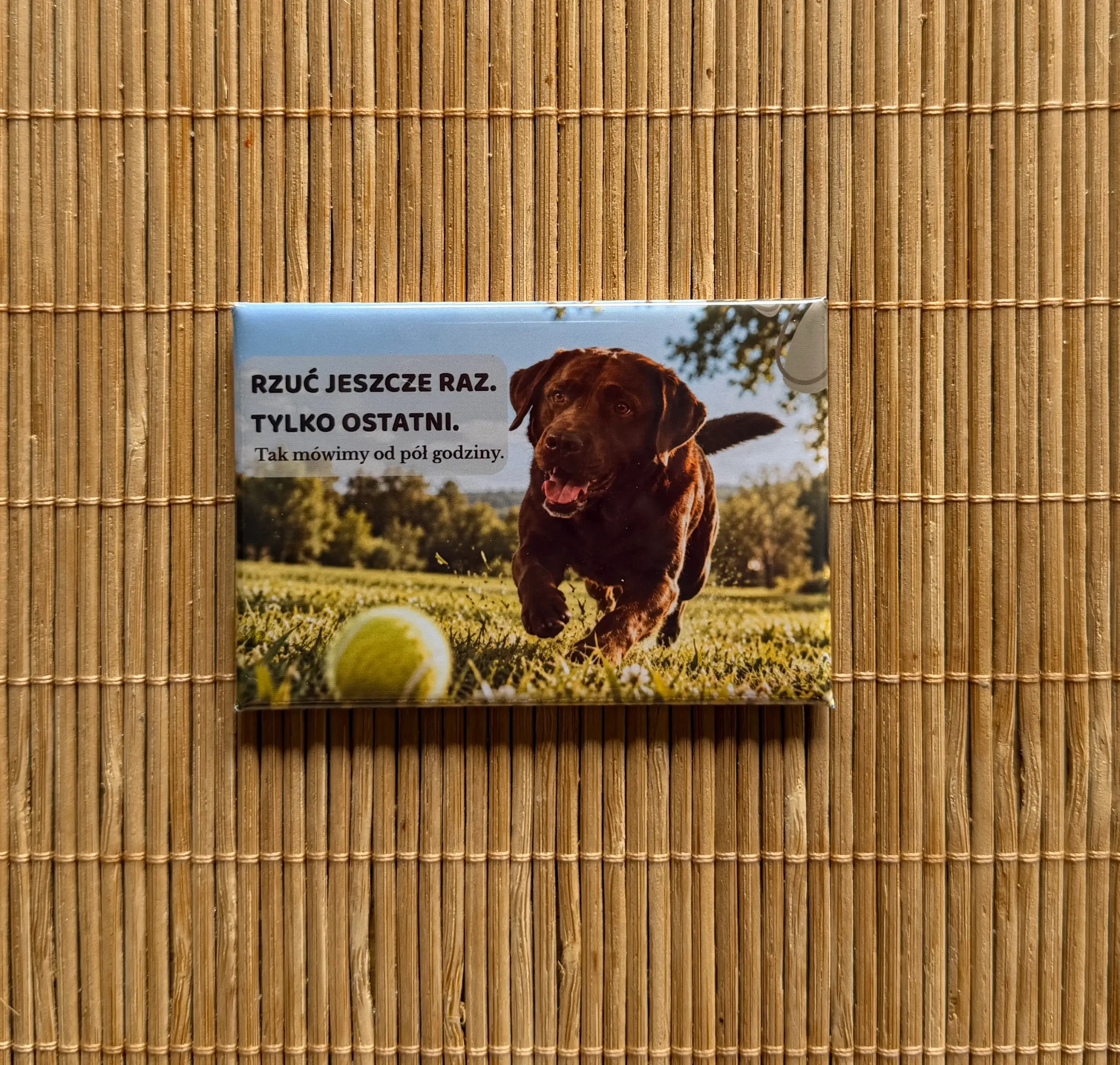 Magnes z labradorem 3