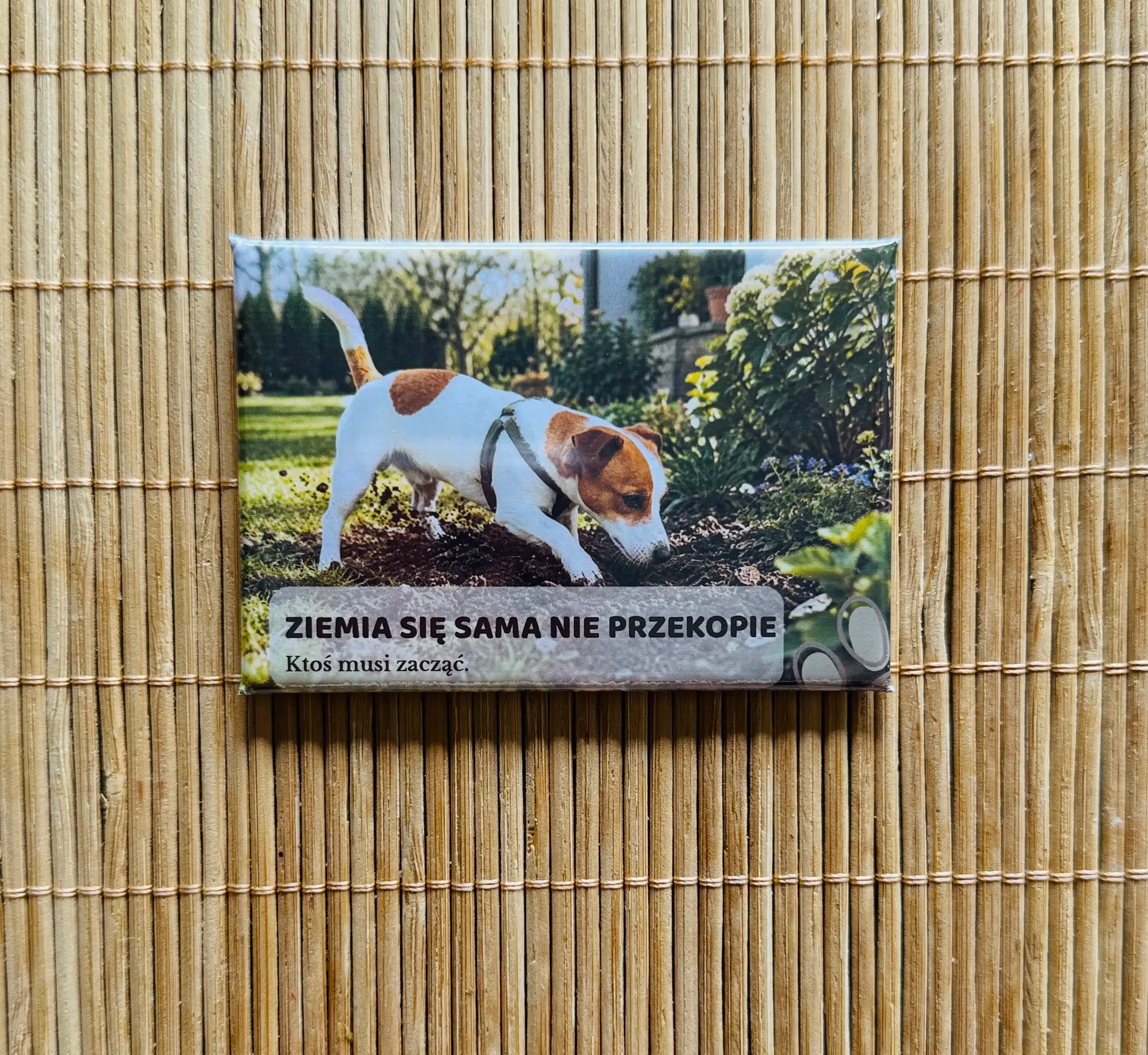 Magnes 1 z Jack Russell Terriera