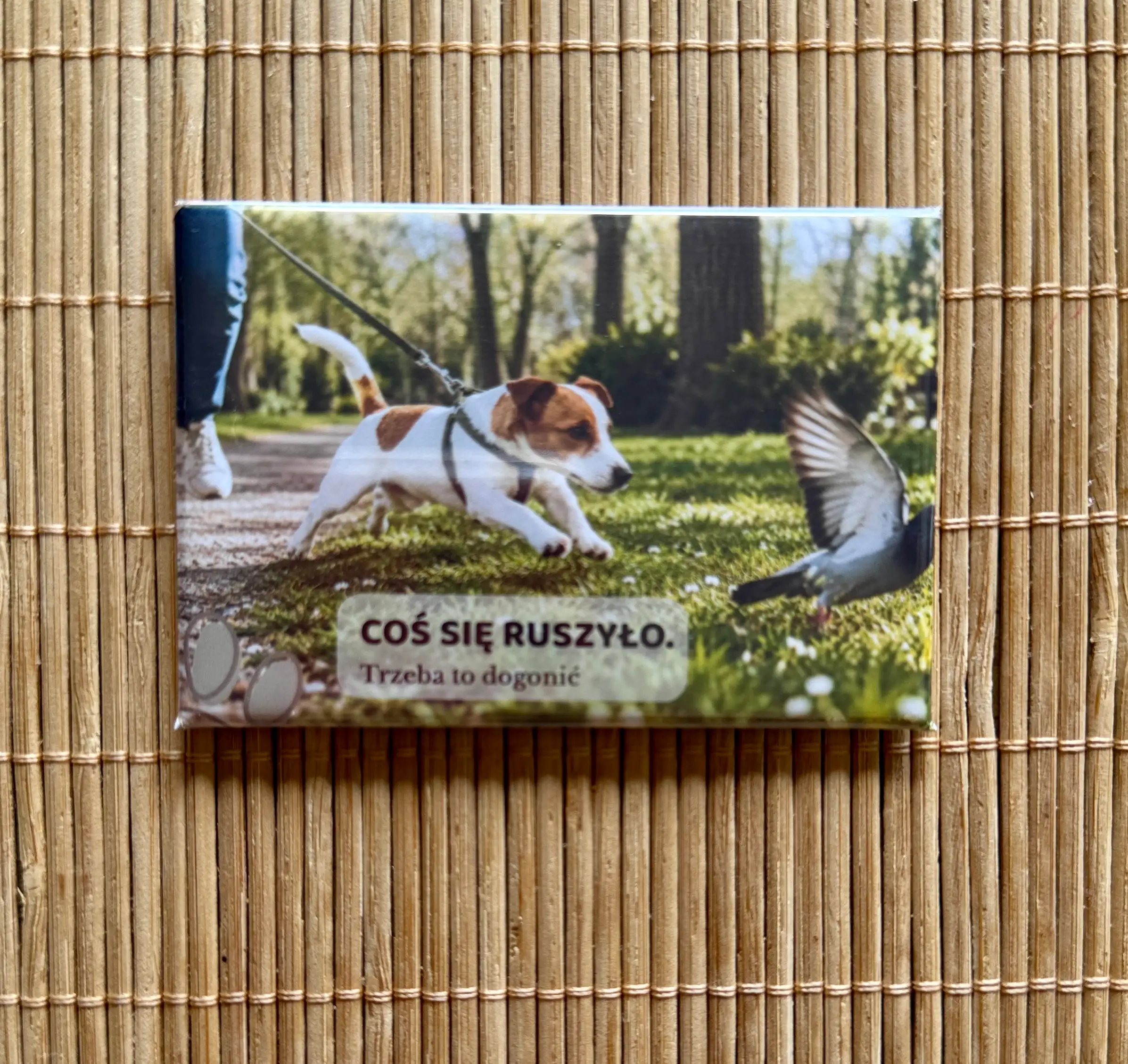 Magnes 2 z Jack Russell Terriera