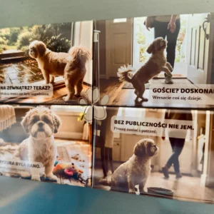 DOMOWE HISTORIE · Shih Tzu