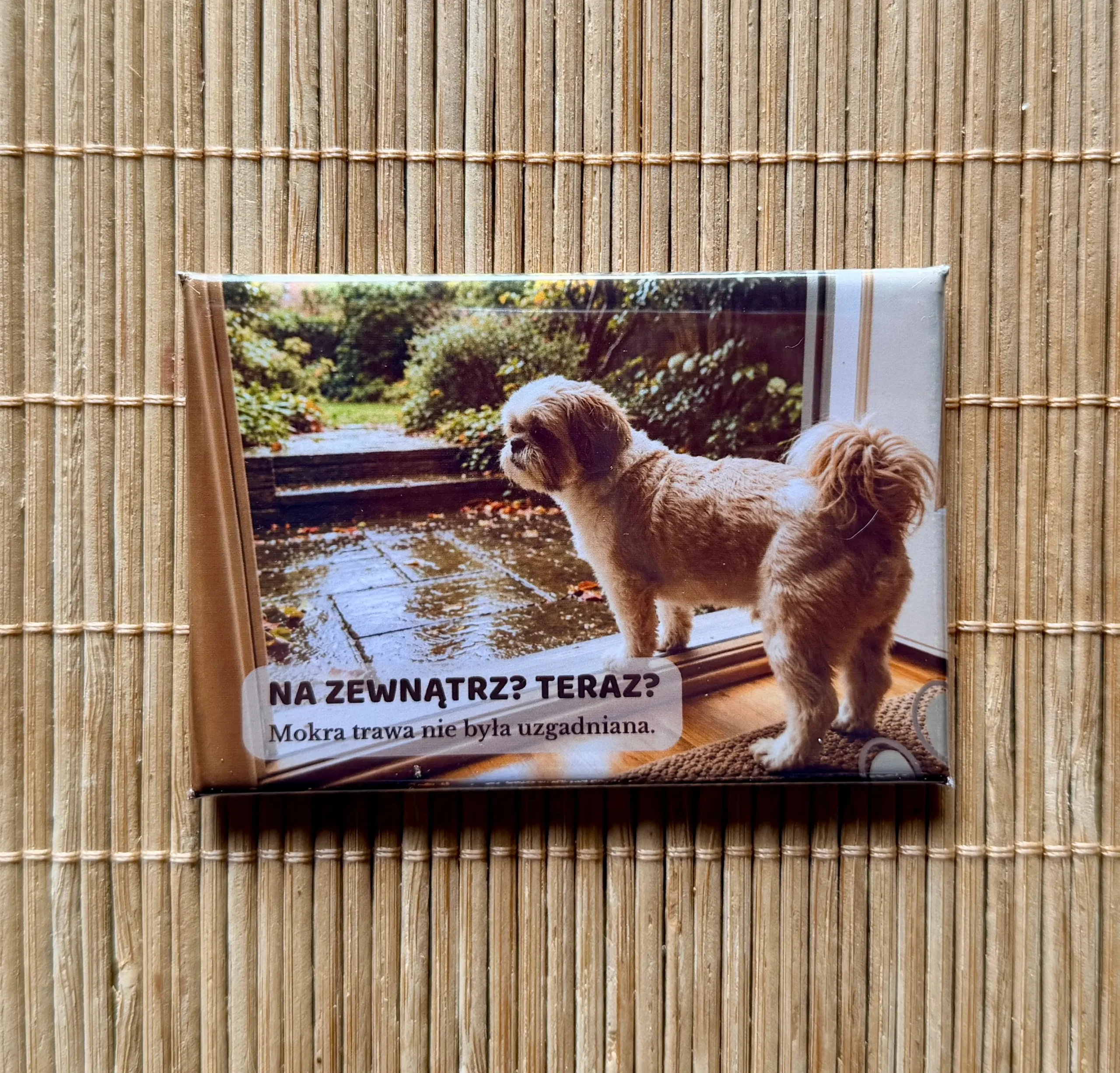Magnes 1 z Shih Tzu