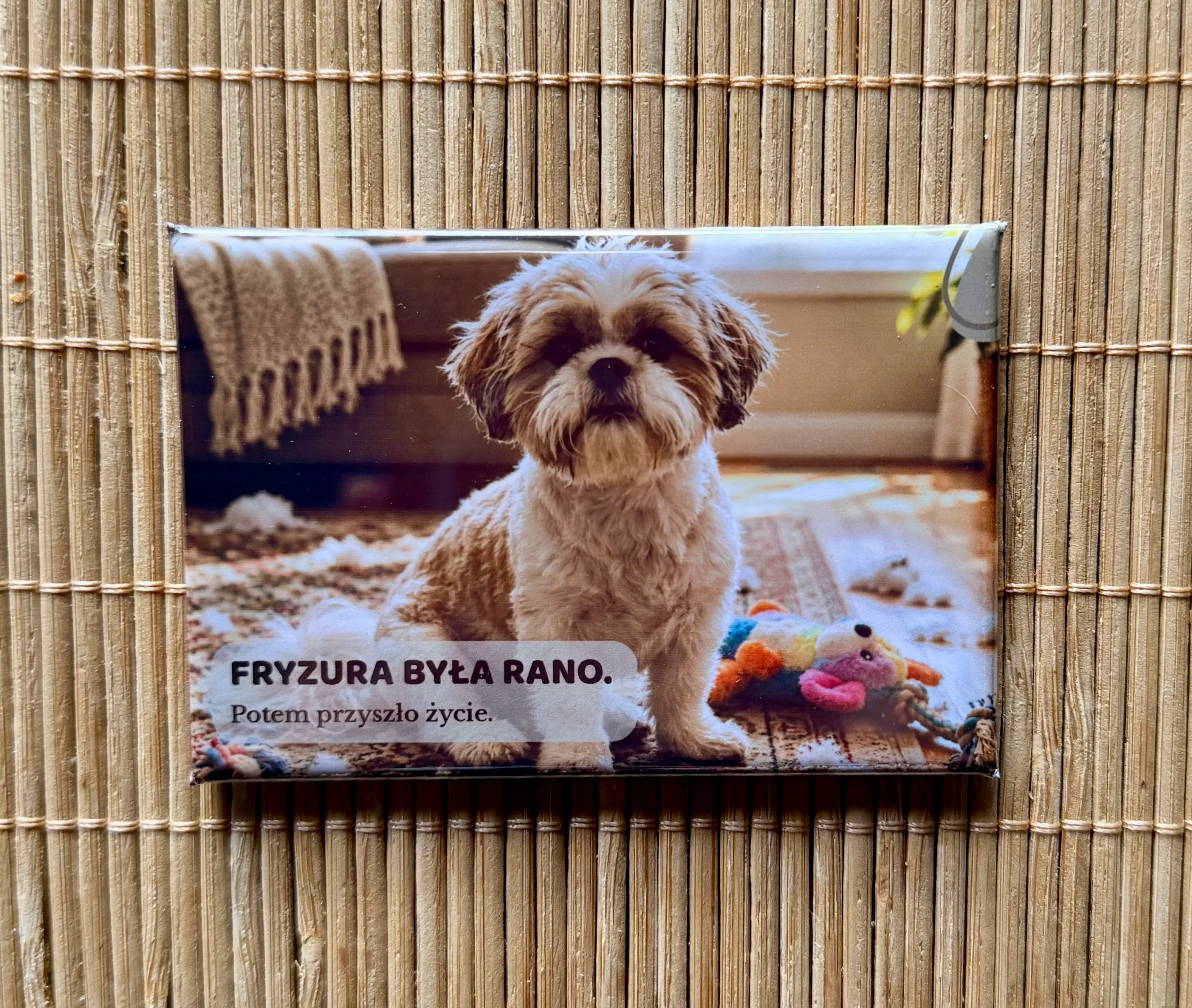Magnes 3 z Shih Tzu