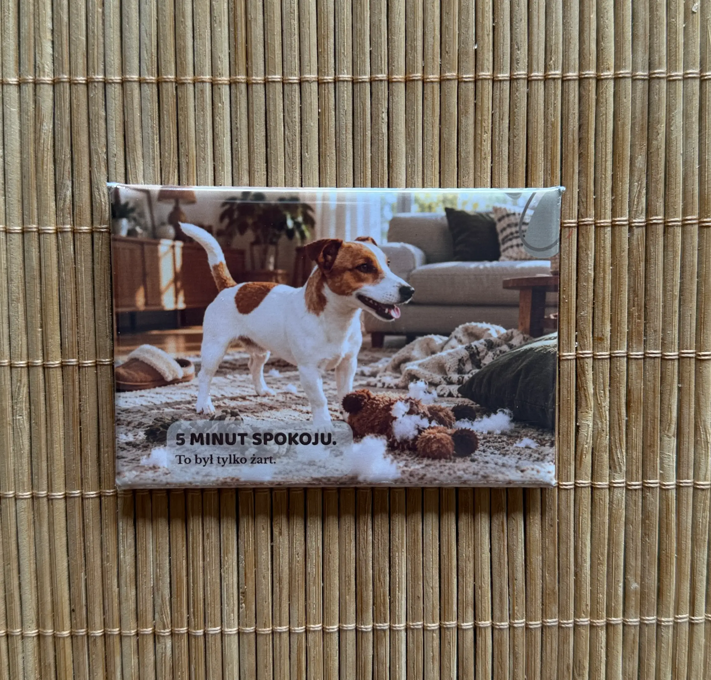 Magnes 3 z Jack Russell Terriera